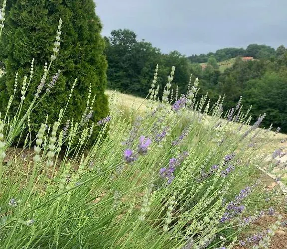 Tatil Evi Seosko Turisticko Domacinstvo Jolovic Veles Guča